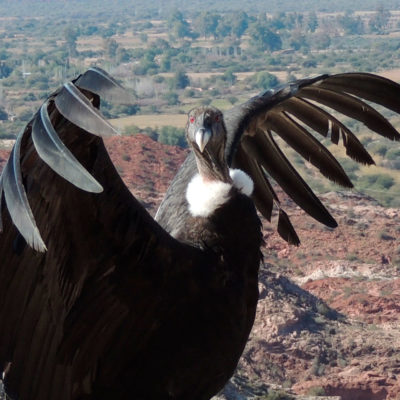 image - Argentine – Condor des Andes