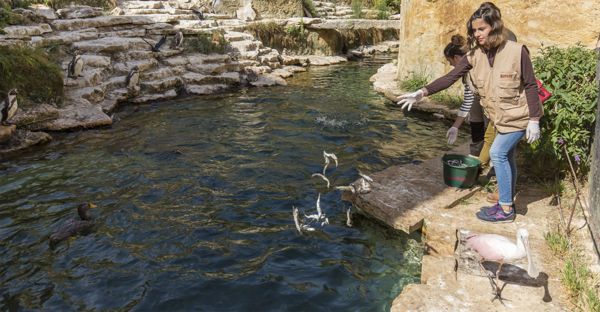 Nourrissage des manchots en Grande volière bioparc parc zoologique nourrissage animaux
