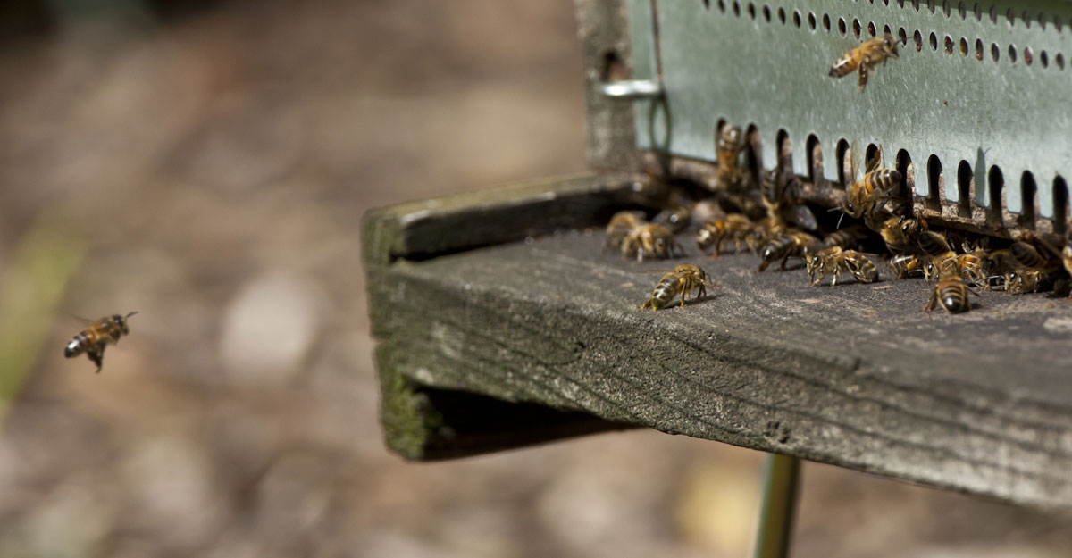 Des abeilles à l'entrée d'une ruche