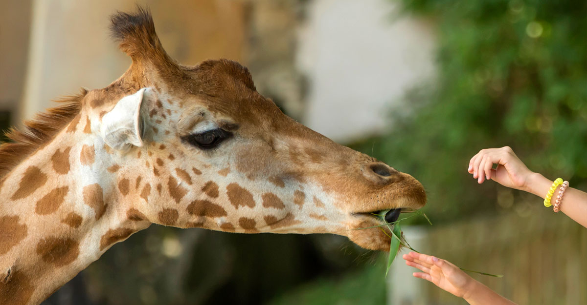 bioparc-parc-zoologique-gouter-girafe bioparc-parc-zoologique-gouter-girafe