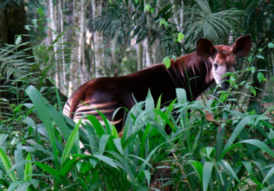Bioparc-parc-zoologique-projet-nature-okapi-slider