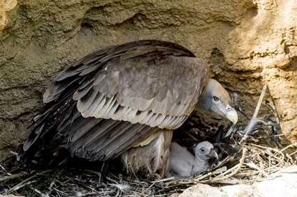 Bioparc-parc-zoologique-projet-nature-vautour-france-3