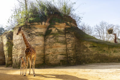 Une girafe et son petit