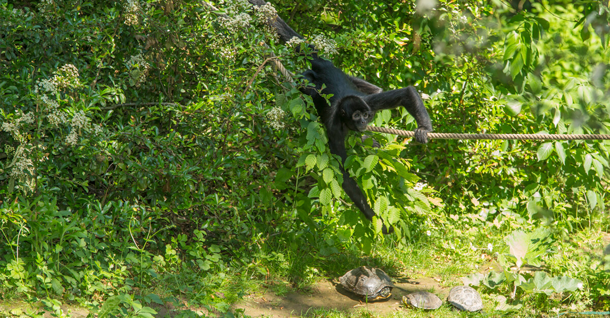 bioparc-parc-zoologique-atele-noir