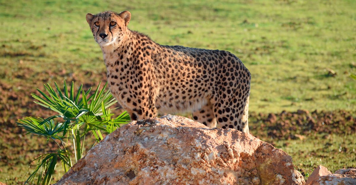 Guépard au Cratère des carnivores bioparc-parc-zoologique-cratere-carnivores-guepard