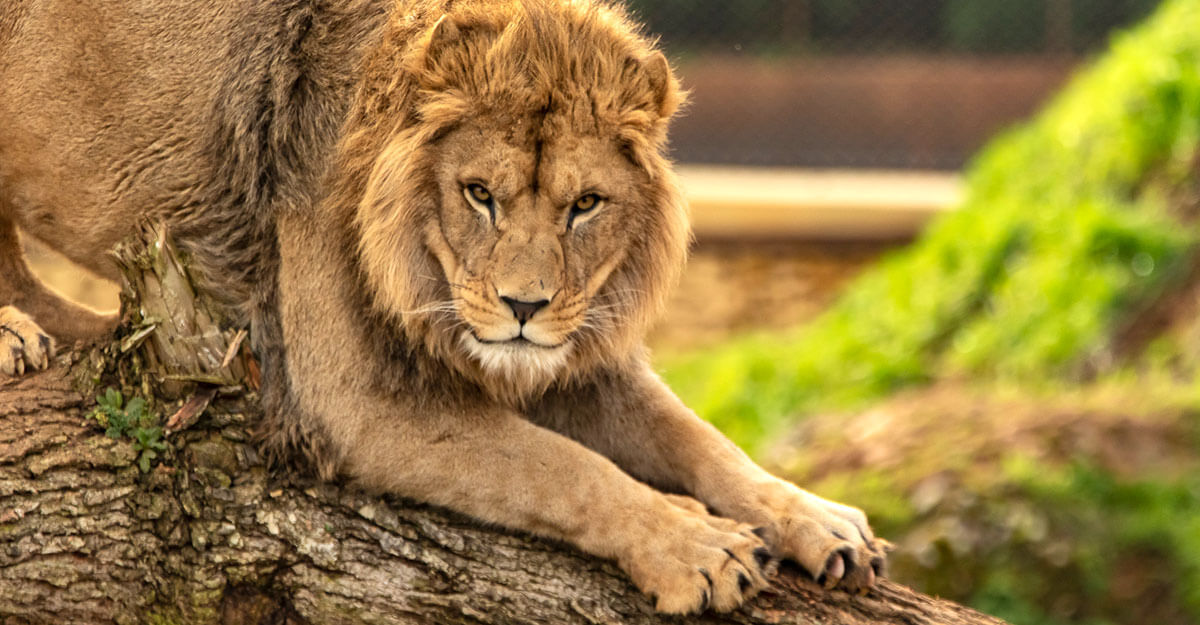 Lion au Cratère des carnivores bioparc-parc-zoologique-cratere-carnivores-lion