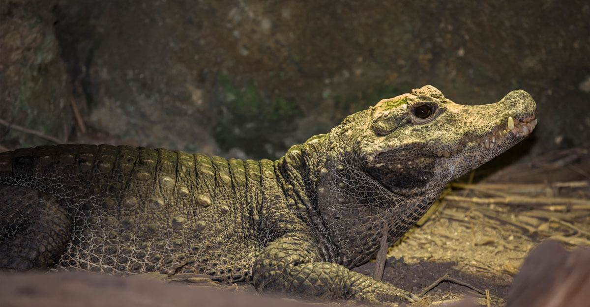 bioparc-parc-zoologique-crocodile-front-large