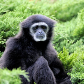 image - Privé : Gibbon à mains blanches