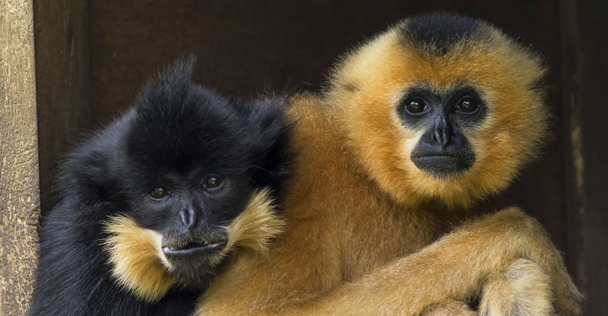 Gibbon à favoris roux bioparc-parc-zoologique-gibbon-favoris-roux