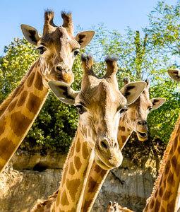 Portrait d'un groupe de 3 girafes