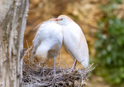 Deux hérons garde-boeufs debout dans un nid