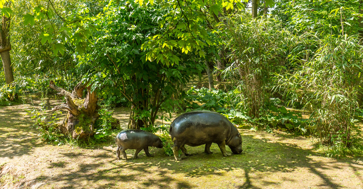 Un hippopotame nain et son petit