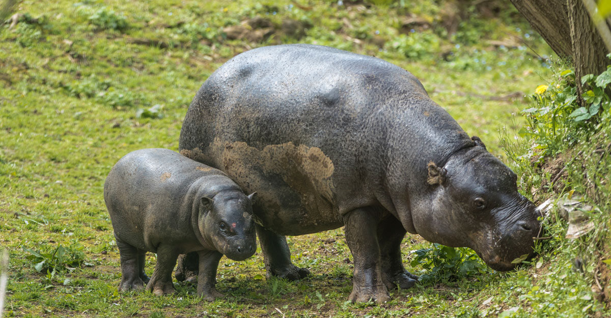 Une mère et son petit hippo