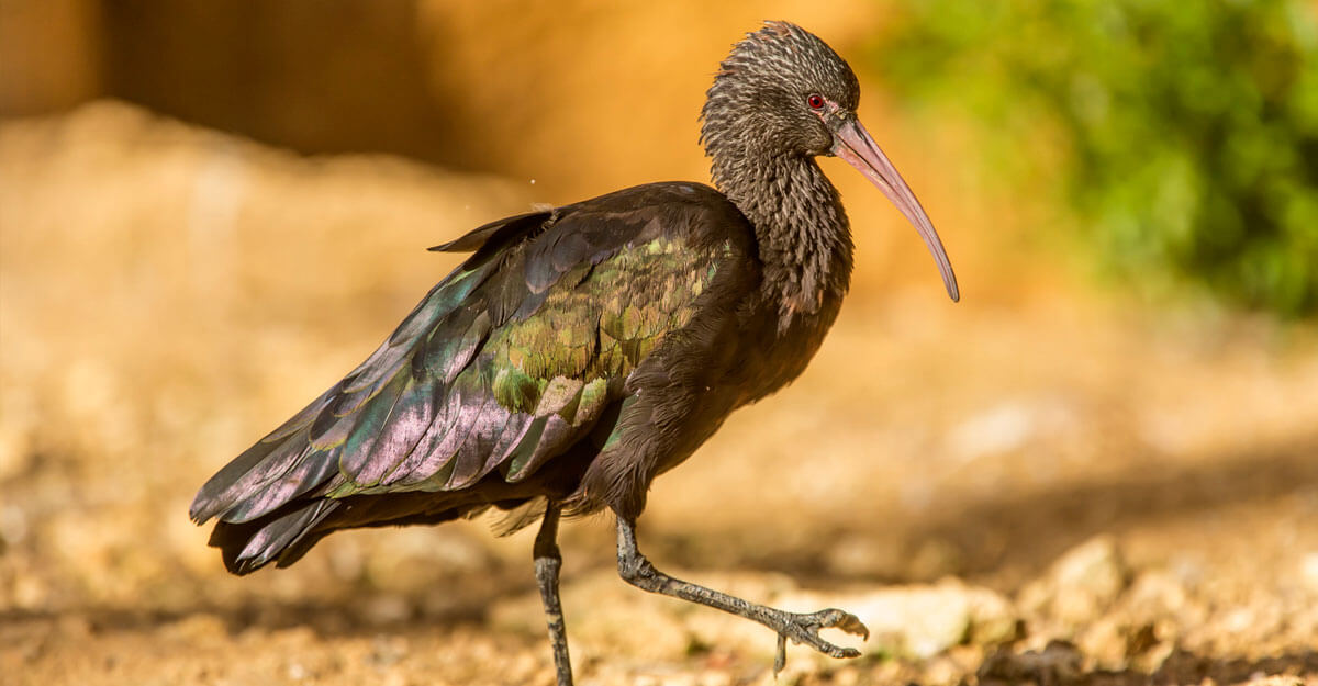 bioparc-parc-zoologique-ibis-Ridgway