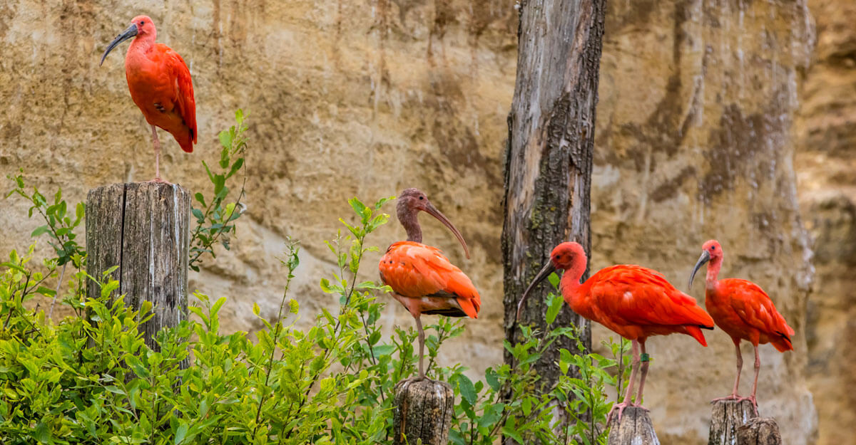 Groupe d'ibis rouge sur des piquets