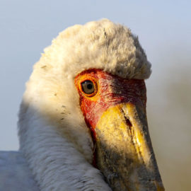 image - Tantale ibis