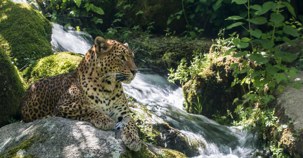 Léopard de Sri-Lanka couché à côté d'une cascade