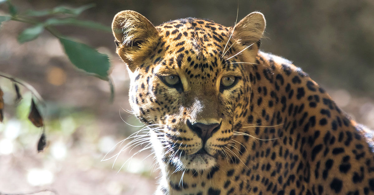 LPortrait léopard de Sri-Lanka