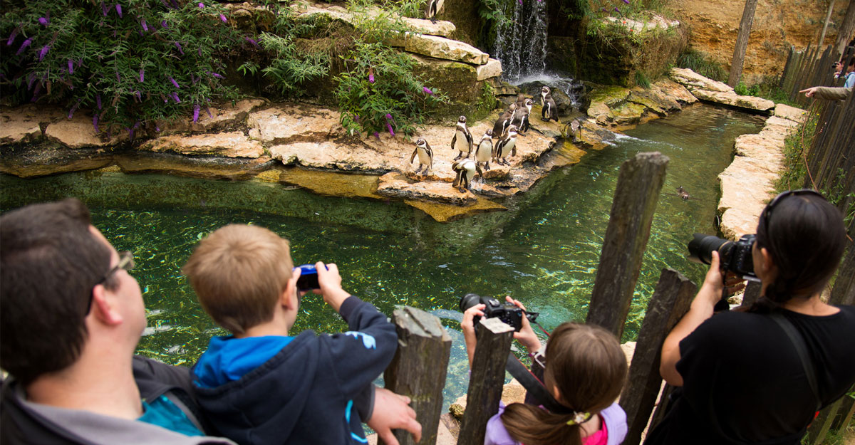 bioparc-parc-zoologique-bassin-manchots