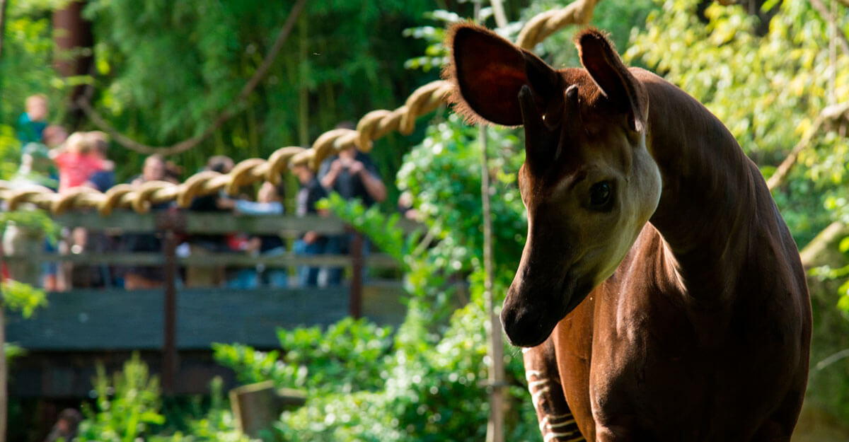 bioparc-parc-zoologique-okapi