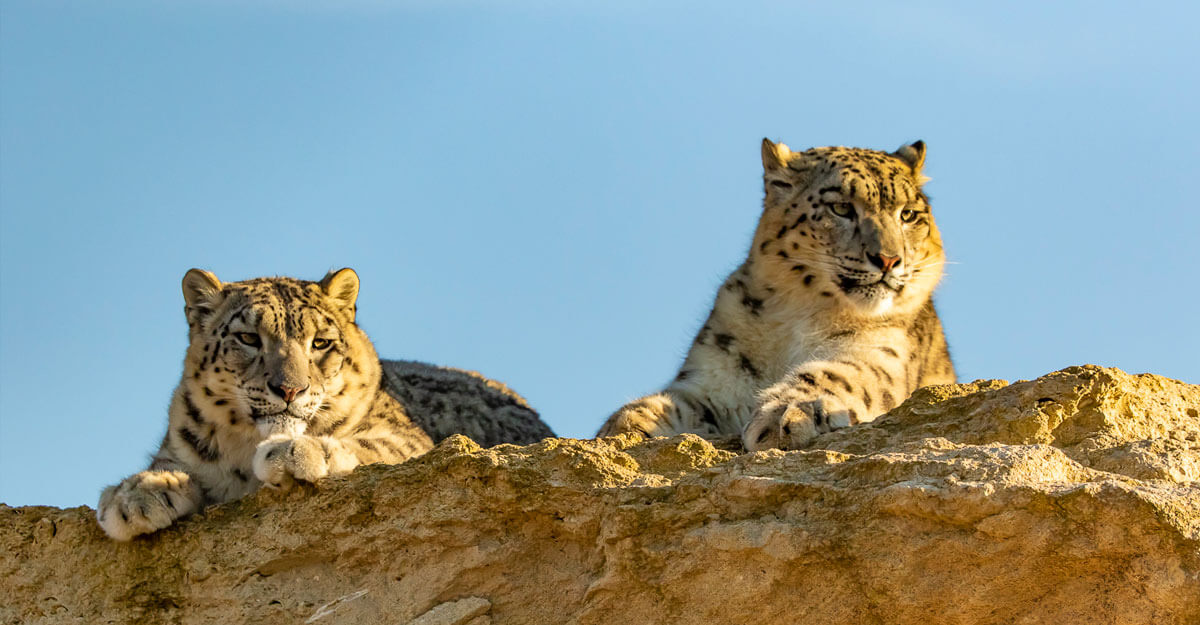 Panthère des neiges bioparc-parc-zoologique-panthere-neiges