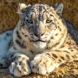 Junga, la panthère des neiges