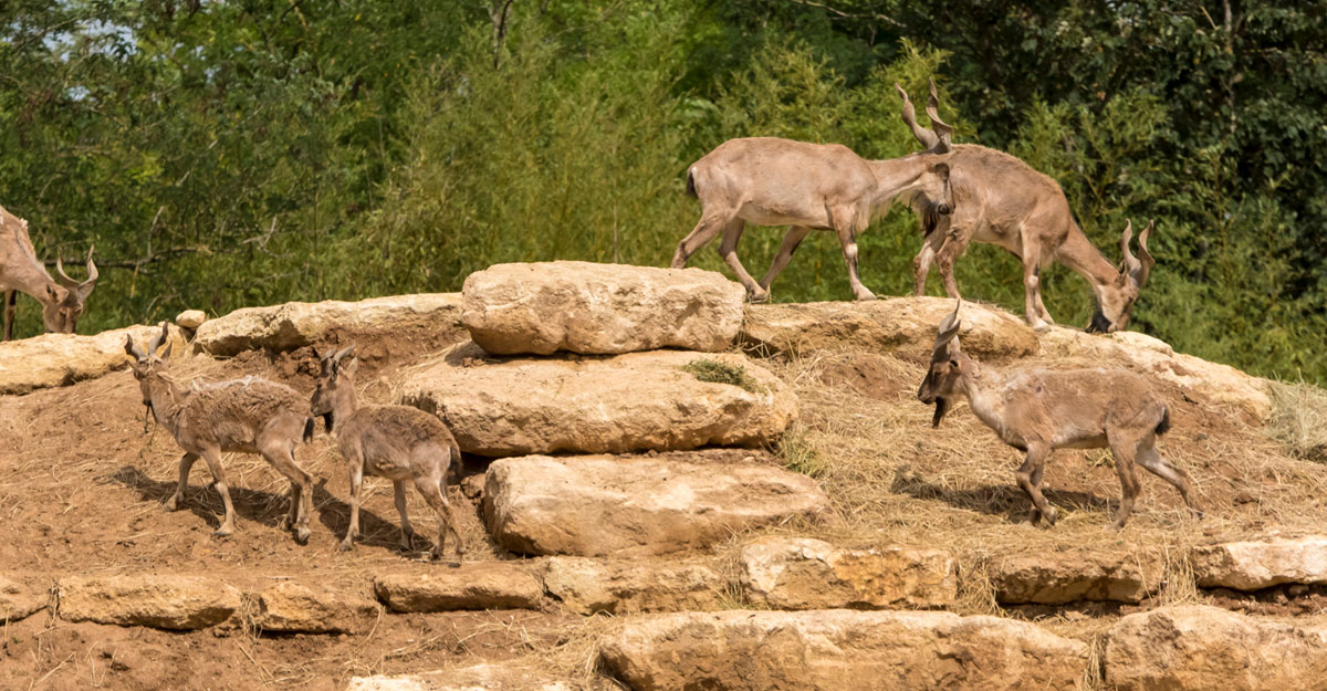 bioparc-parc-zoologique-parc-markhors-1 bioparc-parc-zoologique-fantomes-himalaya