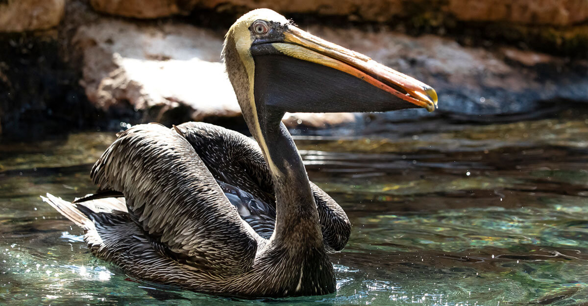 Pélican thage bioparc-parc-zoologique-pelican-thage