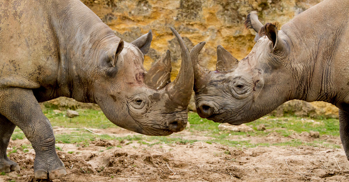 bioparc-parc-zoologique-rhinoceros-noir