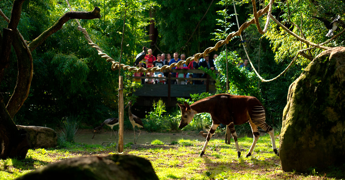 Okapis qui marche au Sanctuaire
