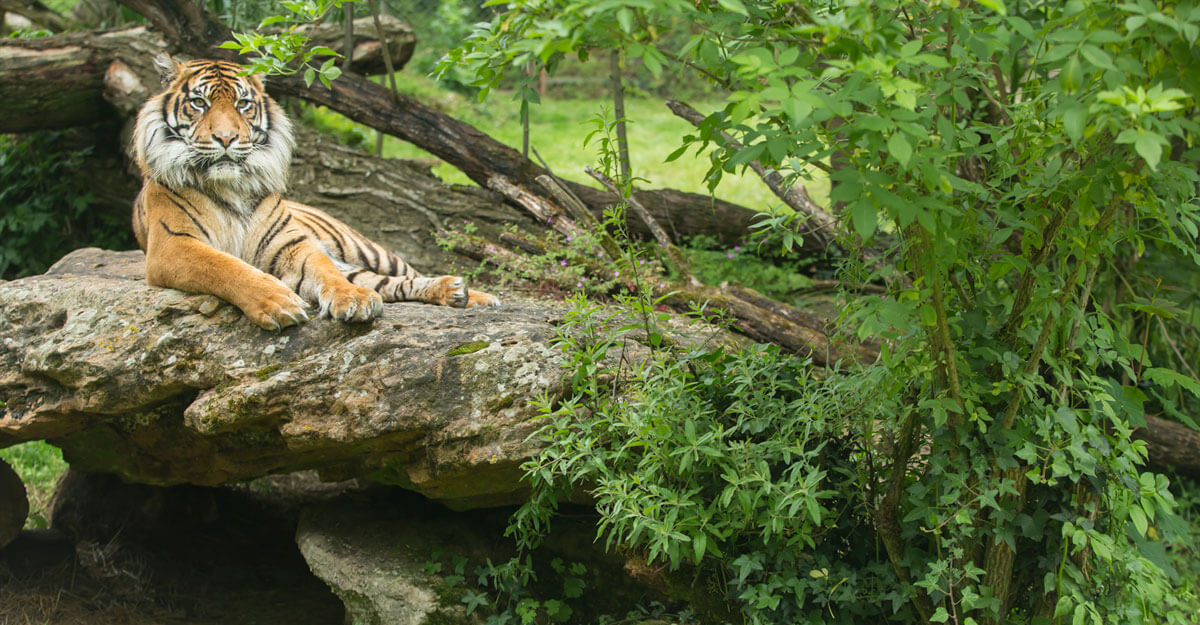 bioparc-parc-zoologique-tigre-couche