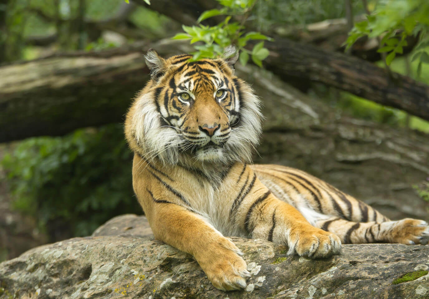 Indon sie Tigre  de  Sumatra  Bioparc Zoo de  Dou  la Fontaine