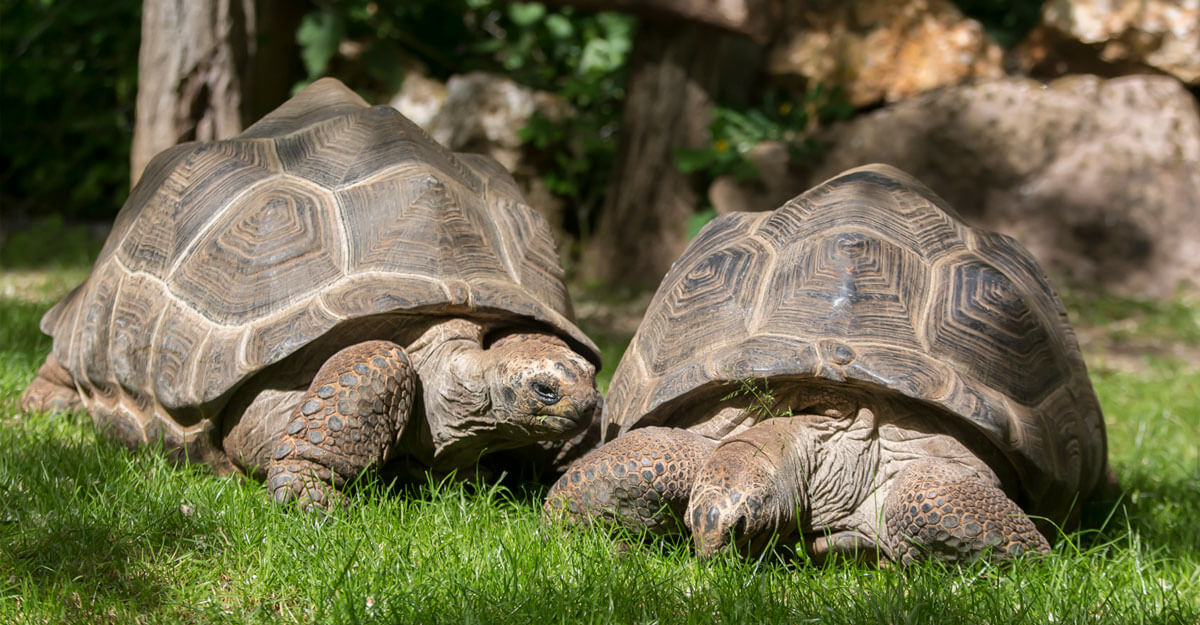 Deux tortues des Seychelles dans l'herbe