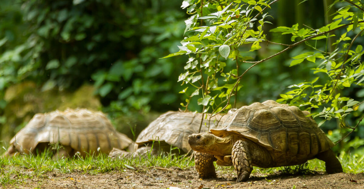 bioparc-parc-zoologique-tortue-sillonnee