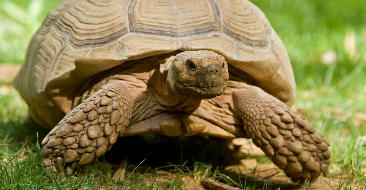 bioparc-parc-zoologique-tortue-sillonnee