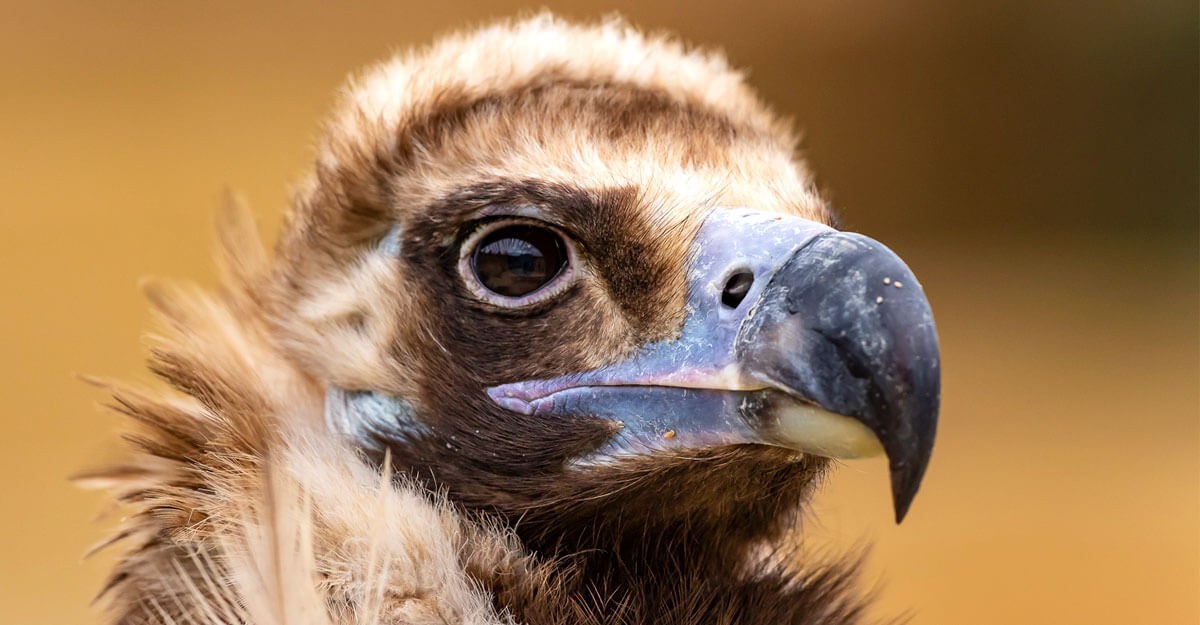 bioparc-parc-zoologique-vautour-moine