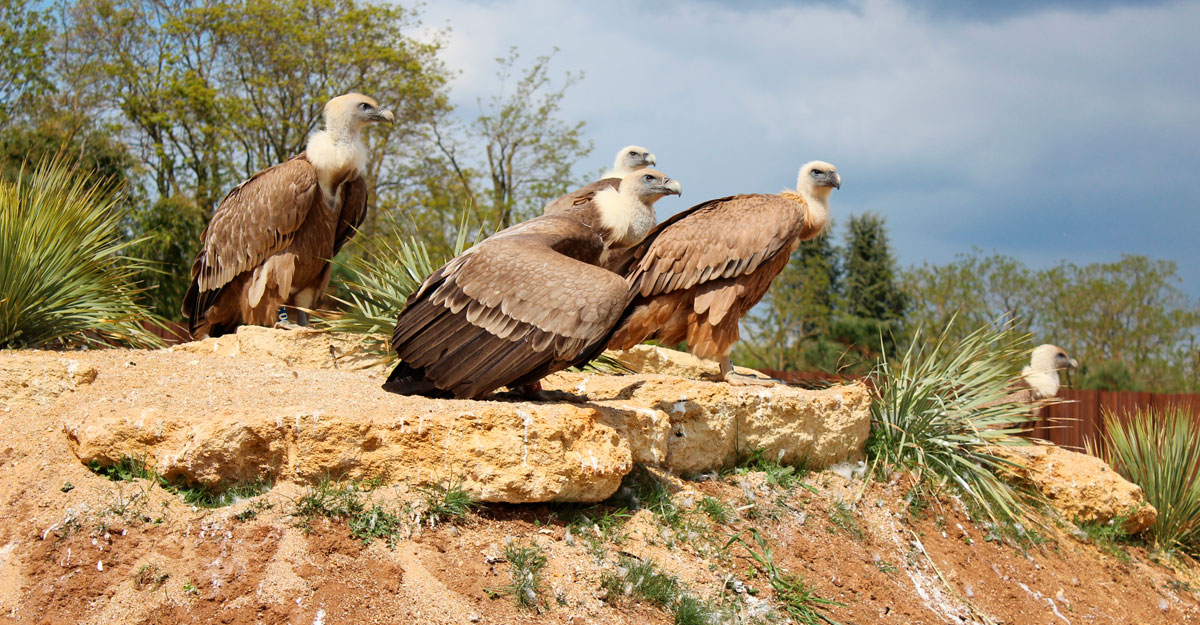bioparc-parc-zoologique-vautours-fauves
