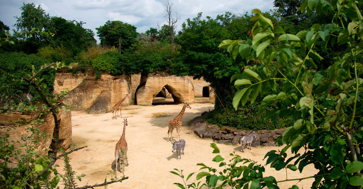 bioparc-parc-zoologique-zebre-camp-des-girafes