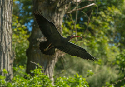 Bioparc-parc-zoologique-projet-nature-ibis