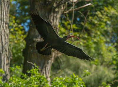 image - Espagne – Ibis chauve