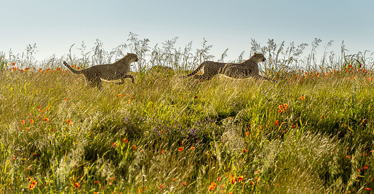 Deux guépards qui courent dans l'herbe
