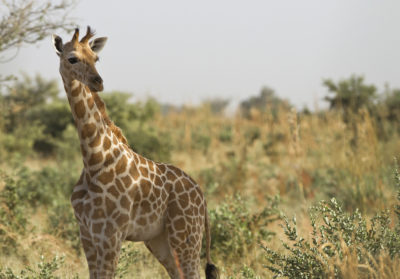 Girafon dans la savane au Niger