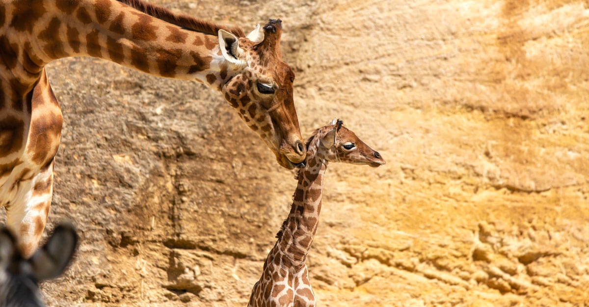 Femelle girafe léchant un petit