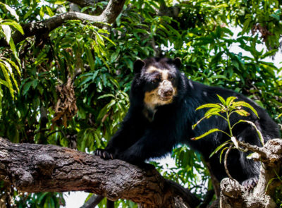 image - Pérou – Forêt sèche et ours à lunettes