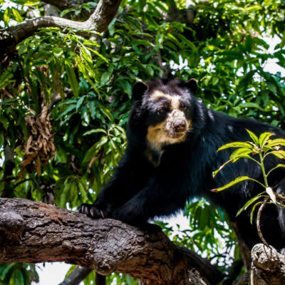 image - Pérou – Forêt sèche et ours à lunettes