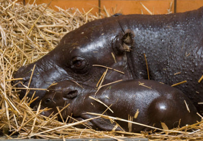 bébé hippo collé contre sa mère