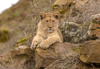 Jeune lionne sur un rocher