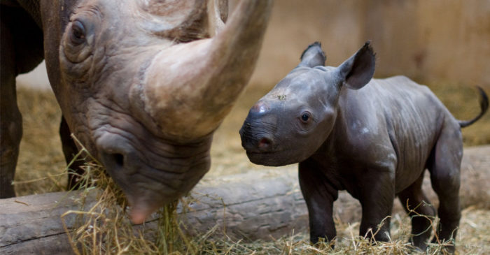 Bébé rhinocéros près de la corne de sa mère
