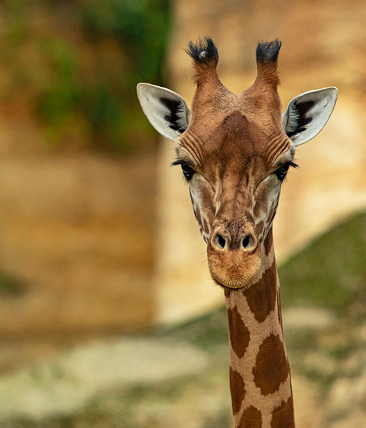 bioparc-parc-zoologique-portrait-girafe