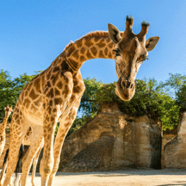 image - Le Camp des girafes